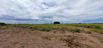 13_2678 | EN VENTA TRES PREDIOS AGRICOLAS, TOROJACHO. | GM Inmobiliaria